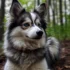 Breeding Pomskies: A Complete Guide to Raising Healthy Puppies