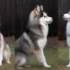Do Pomskies Grow Big? A Guide To Understanding Pomsky Size And Appearance