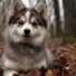 Pomsky Puppies For Sale In Arizona