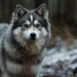 Teacup Full Grown Pomsky: Small But Mighty
