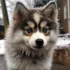 The Cost of Owning a Pomsky: Factors to Consider Before Bringing One Home
