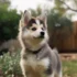 Find Pomsky Puppy Breeders Near You
