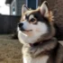 Pomsky Adoption Near Me: Tips For Finding The Right Pomsky Rescue