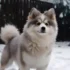 Pomsky Puppies For Sale In MN