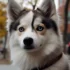 Breeding Pomskies: A Complete Guide to Raising Healthy Puppies