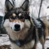 The Ultimate Guide to Pomsky Breeders in California