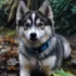 Pomsky Puppies in Oregon: Tips for Finding the Right Breeder