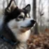 Adorable Puppies: The Ultimate Guide To Pomsky Breeds And Care