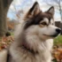 Pomskies For Sale: Finding The Perfect Furry Friend