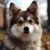 Stunning Images Of Pomskies: Discover The Size And Appearance Of This Adorable Breed