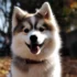 Where to Buy Pomskies in the UK