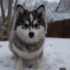 Pomsky Puppies For Sale In Orlando