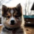 FAQs about Grown Pomsky