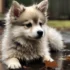 Adult Pomskies: Everything You Need To Know About This Adorable Breed