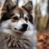 Bowtie Pomsky Price: What You Need To Know