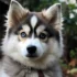 F1 Pomskies: Understanding The Mix And Their Personality Traits