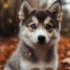 FAQs about F1b Pomsky