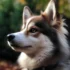Where To Buy Teacup Pomskies: A Guide For First-Time Owners
