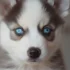 FAQs about Black Pomsky