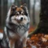 Alaskan Pomskies: Everything You Need To Know About This Arctic Breed