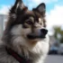 Can Pomskies Reproduce? Understanding the Breeding Standards