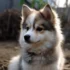 Cute And Cuddly: Everything You Need To Know About Corgi Pomskies
