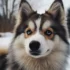 Discover The Adorable AZ Pomsky – Size, Appearance And Personality Traits