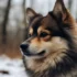 Canadian Pomsky Reviews: What You Need to Know