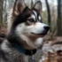 Pomsky Fox: Understanding The Personality Traits Of This Mix