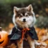 Tips on bathing your Pomsky