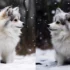 Pomsky Puppies For Sale In Tampa