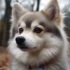 Schooley Doodles And Pomskies: The Ultimate Guide To Raising A Healthy And Happy Pomsky