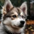 Patriot Pomskies: The Ultimate Guide To Understanding Pomsky Mixes