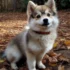 Cen Cal Pomskies: The Ultimate Guide to Understanding Pomsky Breeding Standards