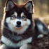 FAQs about Pomsky Dog