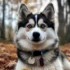 Where to Find Cheap Pomskies for Sale