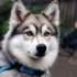 F1 Pomsky Puppies For Sale – Find Your Perfect Companion Today!