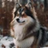 Pomskies for Sale in Charlotte, NC – Find Your Perfect Furry Companion!