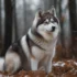 FAQs about How Much Are Pomsky