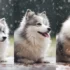 Do Pomskies Get Along With Cats? Tips For Introducing Your Furry Friends