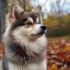 Pomsky Puppies for Sale in Charlotte, NC