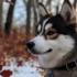 Pomsky Puppies for Sale in Canada: Find Your Perfect Companion