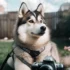 Pomsky Puppies for Sale in Florida on Craigslist