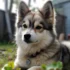 Affordable Pomsky Puppies for Adoption: How to Find Cheap Pomskies