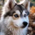 Cheap Pomsky Puppies for Sale in Ohio: Find Your Perfect Companion Today!