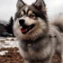 Cheap Pomsky Puppies for Sale in Indiana: How to Find Affordable Pomskies