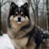 FAQs about How Much Are Pomskies