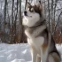 Pomsky Puppies for Sale in Phoenix: Where to Find the Perfect Pomsky Companion