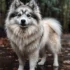 Cherry Tree Pomskies: The Adorable Hybrid Dog with Cherry Blossom Looks
