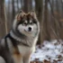 Cherry Tree Pomskies: A Guide to This Adorable Hybrid Breed